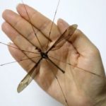 «Малярийный комар» — кошмар твоего детства