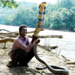 Королевская кобра — поедательница змей