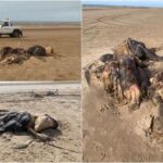 Странное пушистое существо с ластами выбросила на пляж в Великобритании