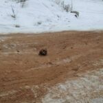 Песком с человеческими костями посыпали дорогу в Киренске
