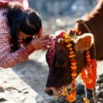 Корова: священное животное ведической культуры