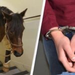 Американца арестовали после того, как полиция нашла пропавшую лошадь в его спальне