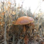 Существование грибного сознания: миф или реальность
