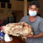 Тайский рыбак нашел рвоту кита, которая стоит миллион долларов