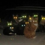 Действительно ли кошки видят в темноте, как днем