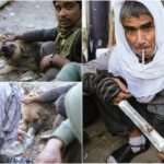 Собаки-наркоманы в Кабуле