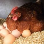 Что появилось раньше курица или яйцо