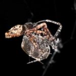 Самцы пауков научились катапультироваться, чтобы сбежать от самок
