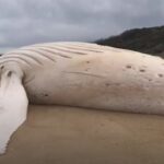 Редчайшего кита-альбиноса выбросило на пляж Австралии