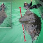 Рыбак выловил 180-килограммового двухметрового палтуса в Норвегии