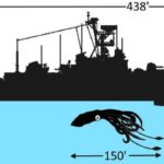 Загадочный 45-метровый кальмар атаковал военный корабль США в 1978 году