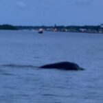 Загадочное морское существо засняли на видео во Флориде