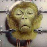 Эксперимент по пересадке головы одной обезьяны на тело другой