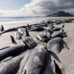 Почти полтысячи китов погибли, выбросившись на берег Новой Зеландии