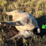 За 2 месяца таинственные хищники убили около 60 коров в Колорадо