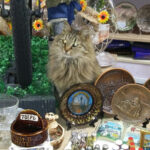 В Твери умерла кошка Котя, ставшая неофициальным брендом города