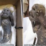 Тайна японской мумии русалки наконец раскрыта