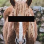 Преступнику, который вступил в интимную связь с лошадью, запретили приближаться к любому животному с копытами