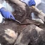 Ученые изучают замороженную 3500-летнюю тушу медведя, найденную в Якутии