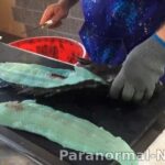 Тайна уникальной рыбы с голубой плотью