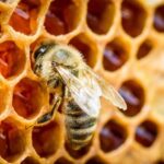 Почему пчелы делают больше меда, чем им нужно