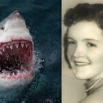 Одна из самых страшных историй с нападением акулы