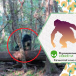 Во Флориде охотничья камера засняла неопознанное обезьяноподобное существо
