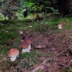 Почему грибы начинают расти после дождя