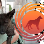 🦊 Первый в мире гибрид лисы и собаки случайно обнаружен в Бразилии