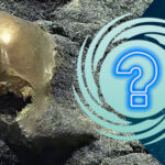 🥚 Загадочное «золотое яйцо» обнаружено на дне океана и ученые не знают, кто из него вылупился