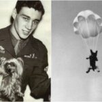 Ангел Смоки, собака Второй Мировой войны
