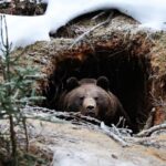 Что вы могли не знать о том, как спит медведь в берлоге
