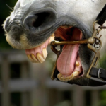 Больно ли лошади от удила во рту