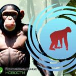 🐵 Обезьяны Били — загадка гигантских шимпанзе из Конго