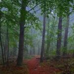 «Страна монстров» в Массачусетсе: маленький лес, где очень часто видят НЛО, йети и светящиеся шары