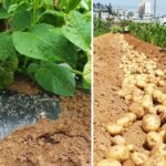 Технология выращивания картофеля без прополки и окучивания