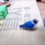 Дрессировка птички во время карантина