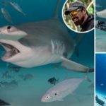 Бесстрашный дайвер использует кровь, чтобы приманить 5-метровых акул-молотов