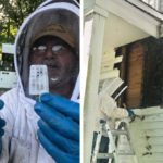 Укротитель пчёл из США поделился снимками самого крупного задания в своей жизни: улей рос в стенах дома 50 лет