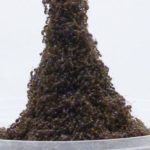 Зачем муравьи строят башни из муравьев