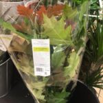 Британскую сеть супермаркетов раскритиковали за продажу осенних листьев за 7,5 долларов