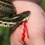 Можно ли высосать яд из укуса змеи