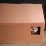 Тёплый домик для котов из пеноплекса