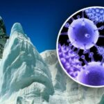 В тибетском леднике нашли вирусы возрастом 15 тысяч лет