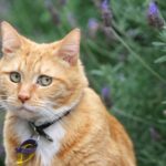 Ученые обвинили кошек в нежелании работать за еду и склонности к «халяве»