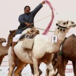 43 верблюда выгнали с конкурса красоты из-за ботокса