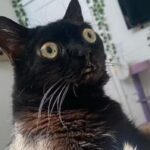 Черная лупоглазая кошка стала мэром «Ада»