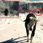 Женщина случайно засняла йети, когда фотографировала свою собаку