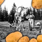 Как русские крестьяне боролись с картошкой