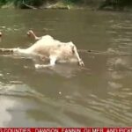 Более 500 безголовых коз обнаружены в реке США